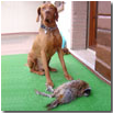 CIOKY CON PREDA
